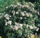 Viburnum tinus 